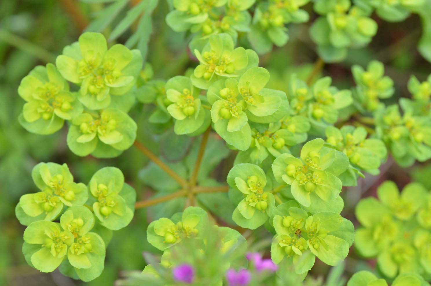 Euphorbia helioscopia